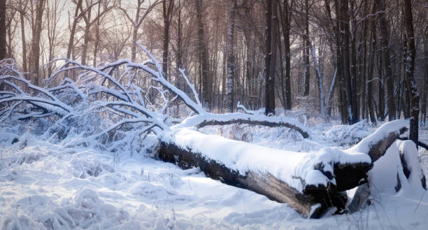 Ojibway Park in Windsor, Ontario during the winter.