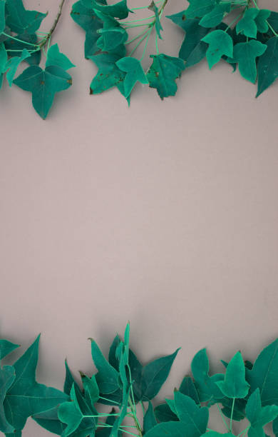 istock Green maple leaves botanical twig decorating, arranged flat lay on clean minimal pastel gray background with free space. 1369236629