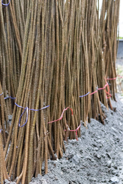 poplar bare root trees in plant nursery - planting tree poplar tree forest imagens e fotografias de stock