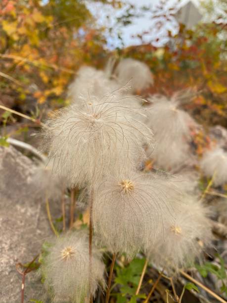 graines moelleuses - perennial plant photos et images de collection