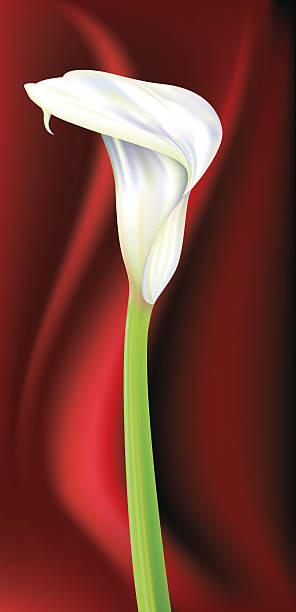 ilustraciones, imágenes clip art, dibujos animados e iconos de stock de cala de satén rojo - calla lily lily single flower white