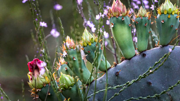 istock Twisted Spine Prickly Pear Cactus Blooms 1369237582