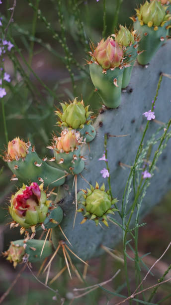 istock Blooms Of The Twisted Spine Prickly Pear Cactus 1369237667