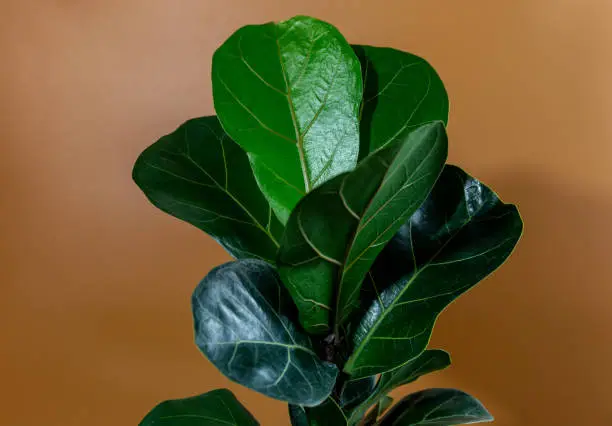 Close up of green leaf of ficus lyrata or Fiddle Leaf Fig on brown background. Indoor gardening, houseplant care