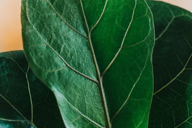 Close up of green leaf of ficus lyrata or Fiddle Leaf Fig. Indoor gardening, houseplant care