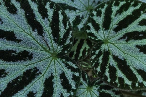istock Striped Green Leaves 1369239468
