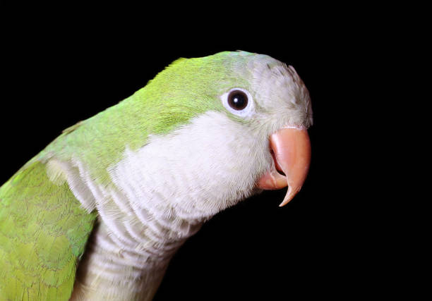 istock Quaker Parrot close up on Black Background 1369239541