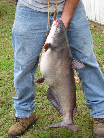 Fisherman With Large Catfish caught in East Texas
