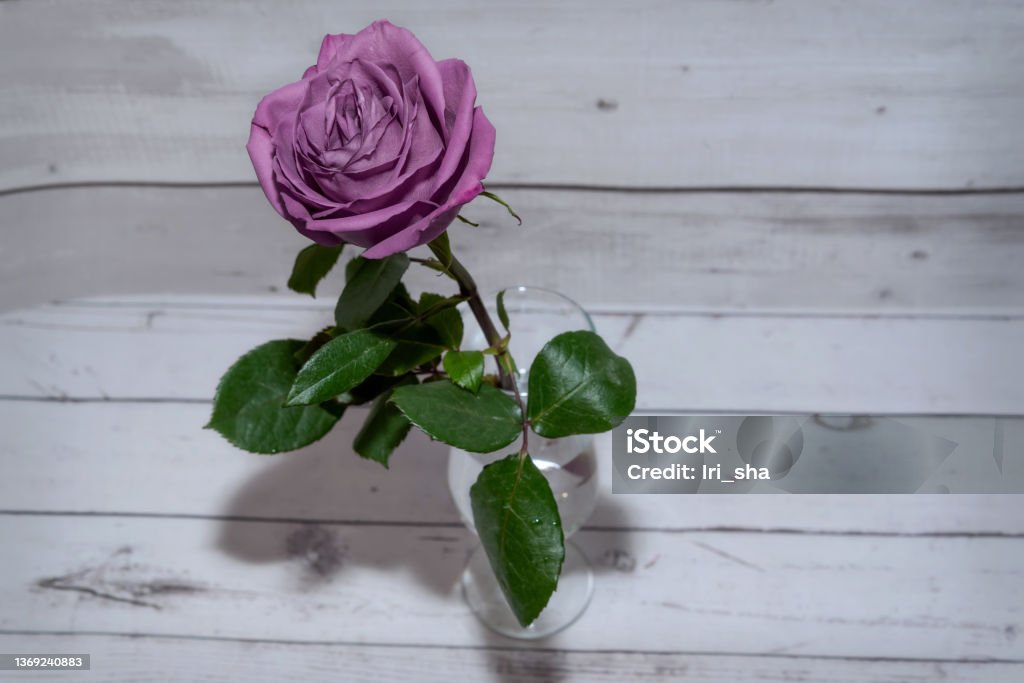 lilac rose flower vase Beautiful delicate dark lilac rose flower in a vase against the background of an old white wooden wall Flower Stock Photo