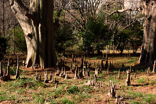 Bald cypress trees forest in Winter with copy space.