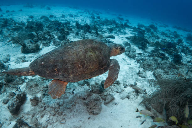 sea turtle underwater swim in the ocean scenery blue water stock photo