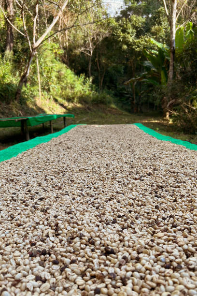 istock Close up of coffee beans 1369243682