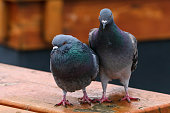 istock Two Pigeons Standing Together 1369245759