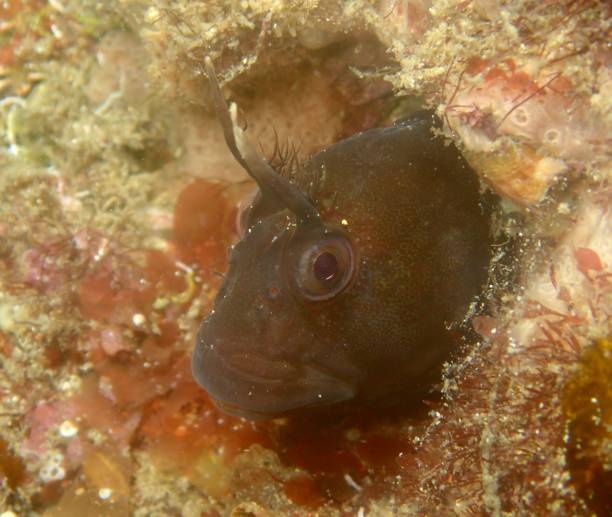 istock Blenny fish head peaks out of hiding place 1369246535