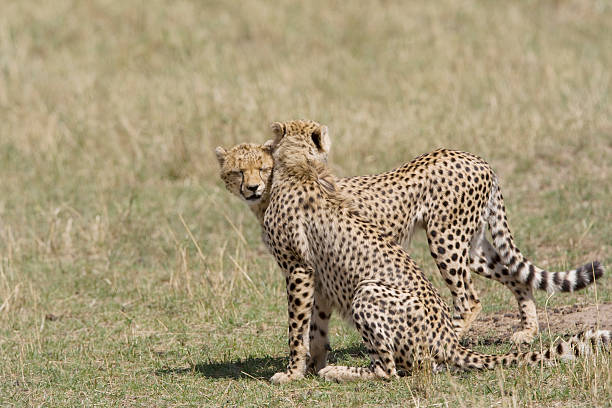 Cheetah brothers in the Masai Mara