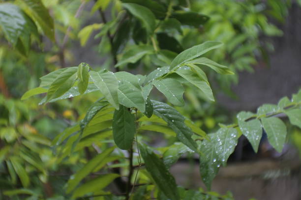 istock raindrops falling on the leaves. wet season. 1369252188
