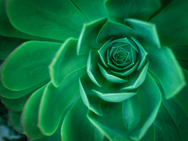 istock Stone rose, a succulent plant. Background, wallpaper 1369252772