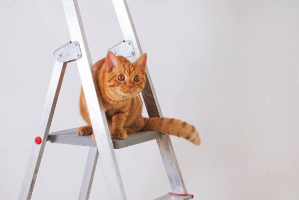 istock Funny young striped red cat is on construction ladder. 1369256258