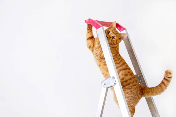 istock Funny young striped red cat is on construction ladder. 1369256318
