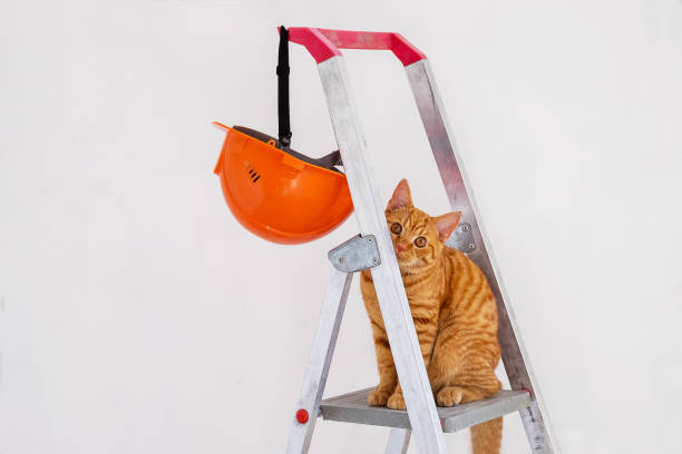 On construction stepladder, protective helmet and funny young red cat