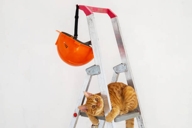 istock On construction stepladder, protective helmet and funny young red cat 1369256398