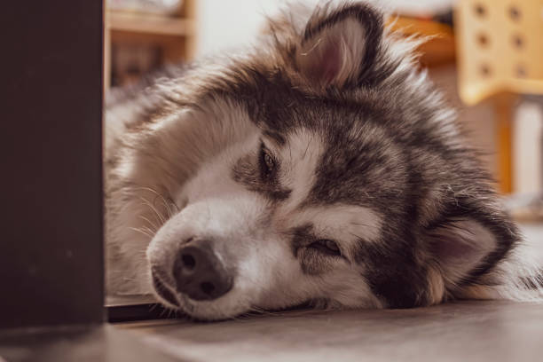 istock Fluffy Malamute sleeping on the floor 1369257066