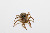 Cute Jumping Spider
