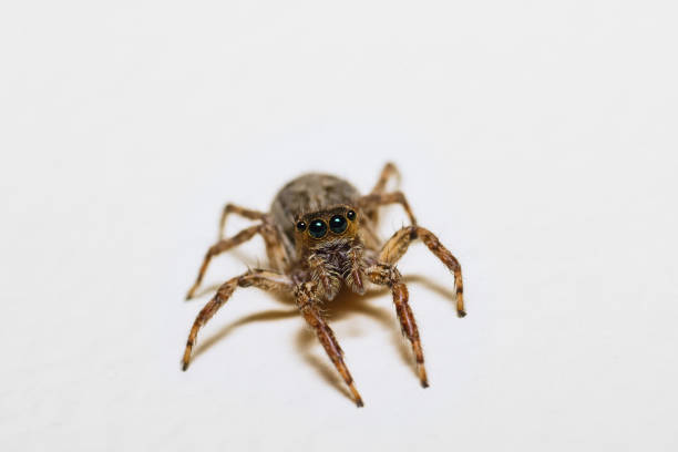 Cute Jumping Spider This spider looking at camera while I photograph it jumping spider photos stock pictures, royalty-free photos & images