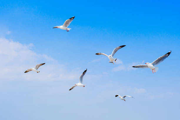 istock seagull birds flying together over blue sky 1369257470