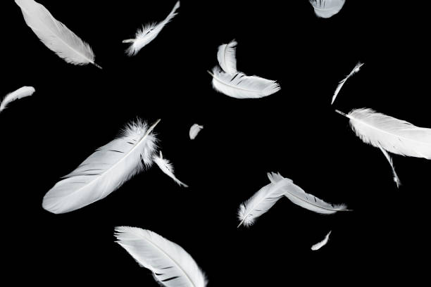 istock Abstract Group of White Bird Feathers Floating in The Dark. Feathers on Black Background. Down Feathers 1369261580