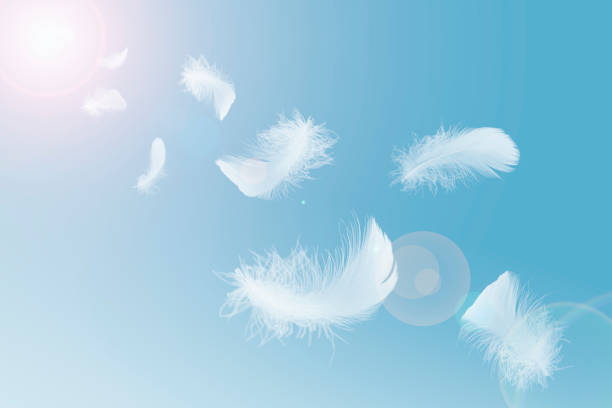istock Abstract White Fluffly Feathers Floating The Sky. Swan Feather Flying on Heavenly. 1369261581