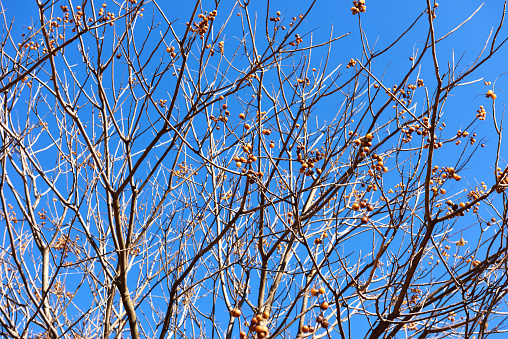 Ripe Nutmeg fruit growing on a tree against clear sky.