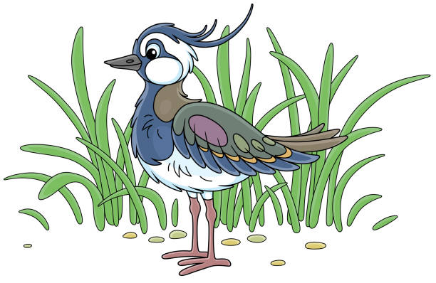ilustraciones, imágenes clip art, dibujos animados e iconos de stock de pequeña avefría entre la hierba verde de un prado - lapwing