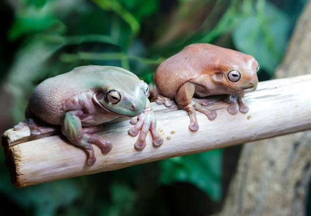 rana arbórea blanca (lat. litoria caerulea). - whites tree frog fotografías e imágenes de stock