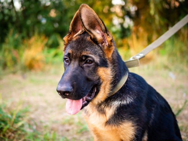 istock Portrait of a German Shepherd puppy. 1369263299