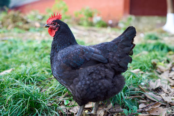 istock A black hen foraging outdoors 1369263400