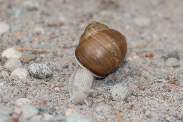 istock Close up of a brown snail on a path. 1369263675