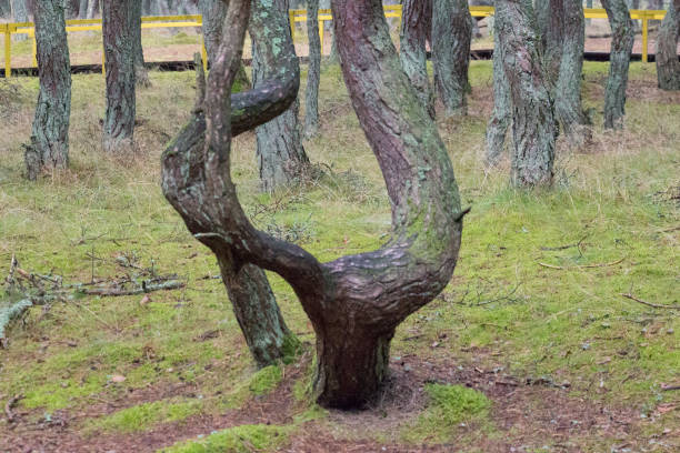 istock Dancing forest or drunk forest on Curonian spit, Russia. 1369264533