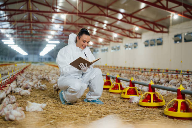 치킨 농장 - avian flu virus 뉴스 사진 이미지