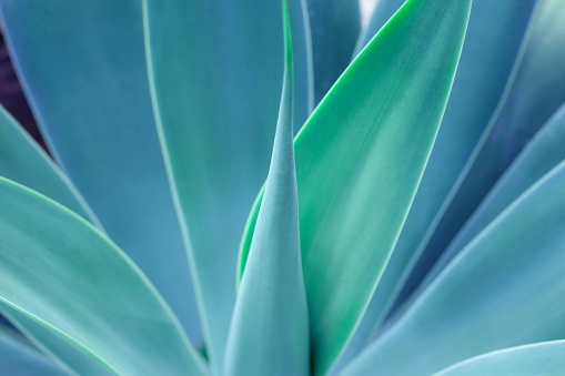 closeup agave cactus, abstract natural pattern background