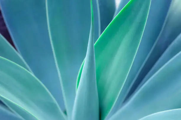 Photo of closeup agave cactus, abstract natural pattern background