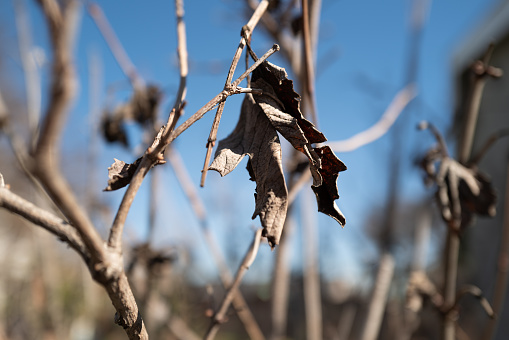 Dried last leaves on the branches in the winter.\nBlue sky background
