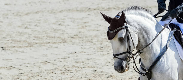 istock Horse and rider in uniform. 1369266480