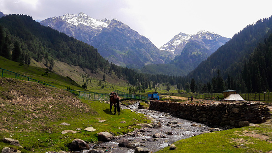 A scenic wide photo of Gulmarg Valley. A horse can be seen grazing. There is a small stream of water flowing by. The background is filled with snow covered mountains.