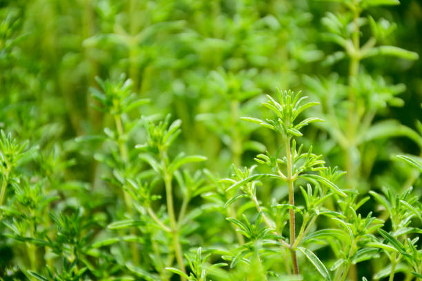 Santoreggia Annua SATUREJA Hortensis | Riconoscere Le Piante
