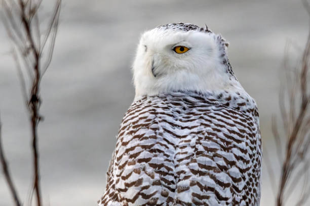 istock snowy owl standing on rock by the sea 1369268133