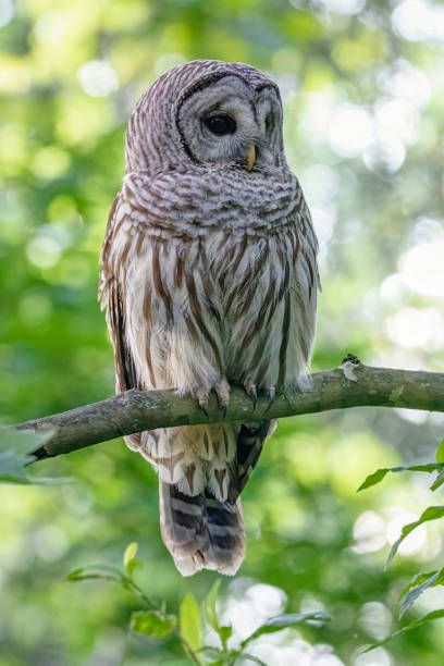 istock Barred Owl on the tree branch, Surrey, BC, Canada 1369268164