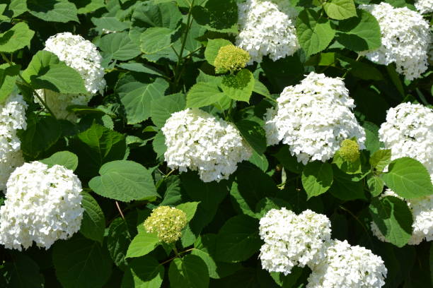 istock Hydrangea white flowers. White Hydrangea blossom. Hortensia bush. Beautiful summer nature. 1369268838