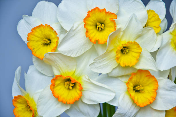 Narcissus spring flowers bouquet fresh garden blossom stock photo