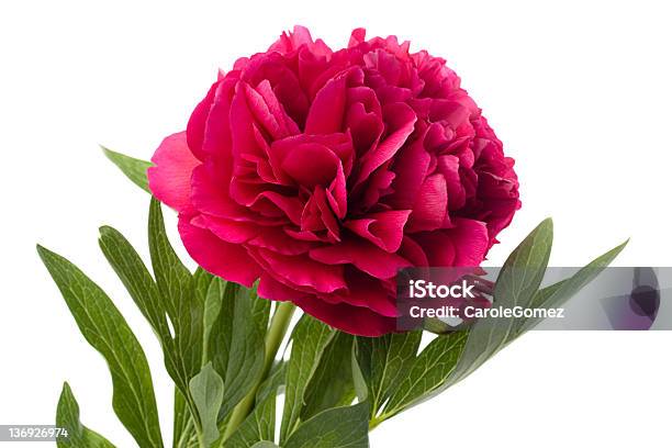 Peonía Rosa Foto de stock y más banco de imágenes de Detalle de primer plano - Detalle de primer plano, Doblado - Condición, Flor